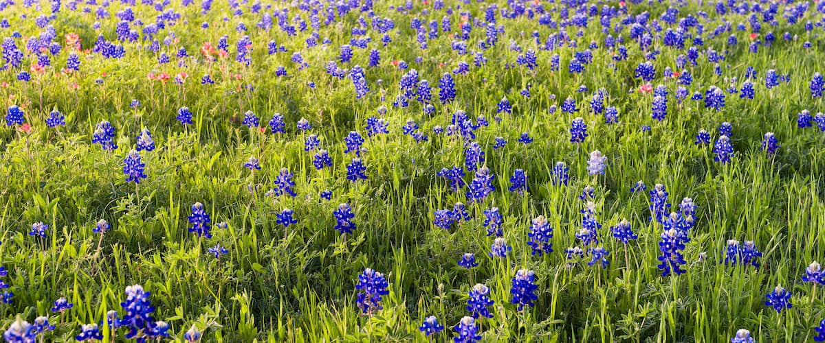 A field of blue flowers under a clear sky.