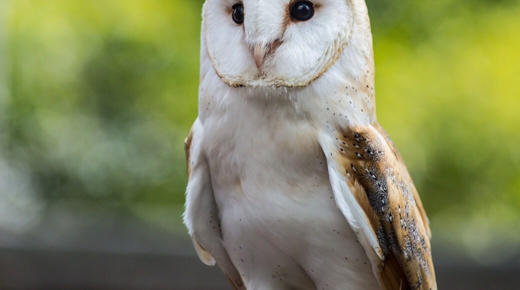 This little beauty is Toffee and just one of the stunning raptors Eden Falconry take care of. Eden Falconry often team up with Going Digital Photography tutors for Bird of Prey Photographic Workshops @cressingbarns