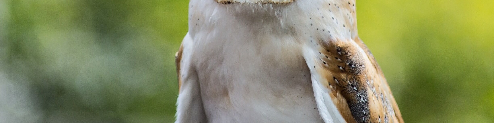 A close-up of a white owl with brown and black markings, set against a blurred green background.
