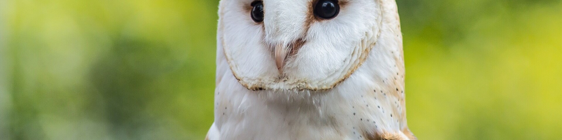 This little beauty is Toffee and just one of the stunning raptors Eden Falconry take care of. Eden Falconry often team up with Going Digital Photography tutors for Bird of Prey Photographic Workshops @cressingbarns