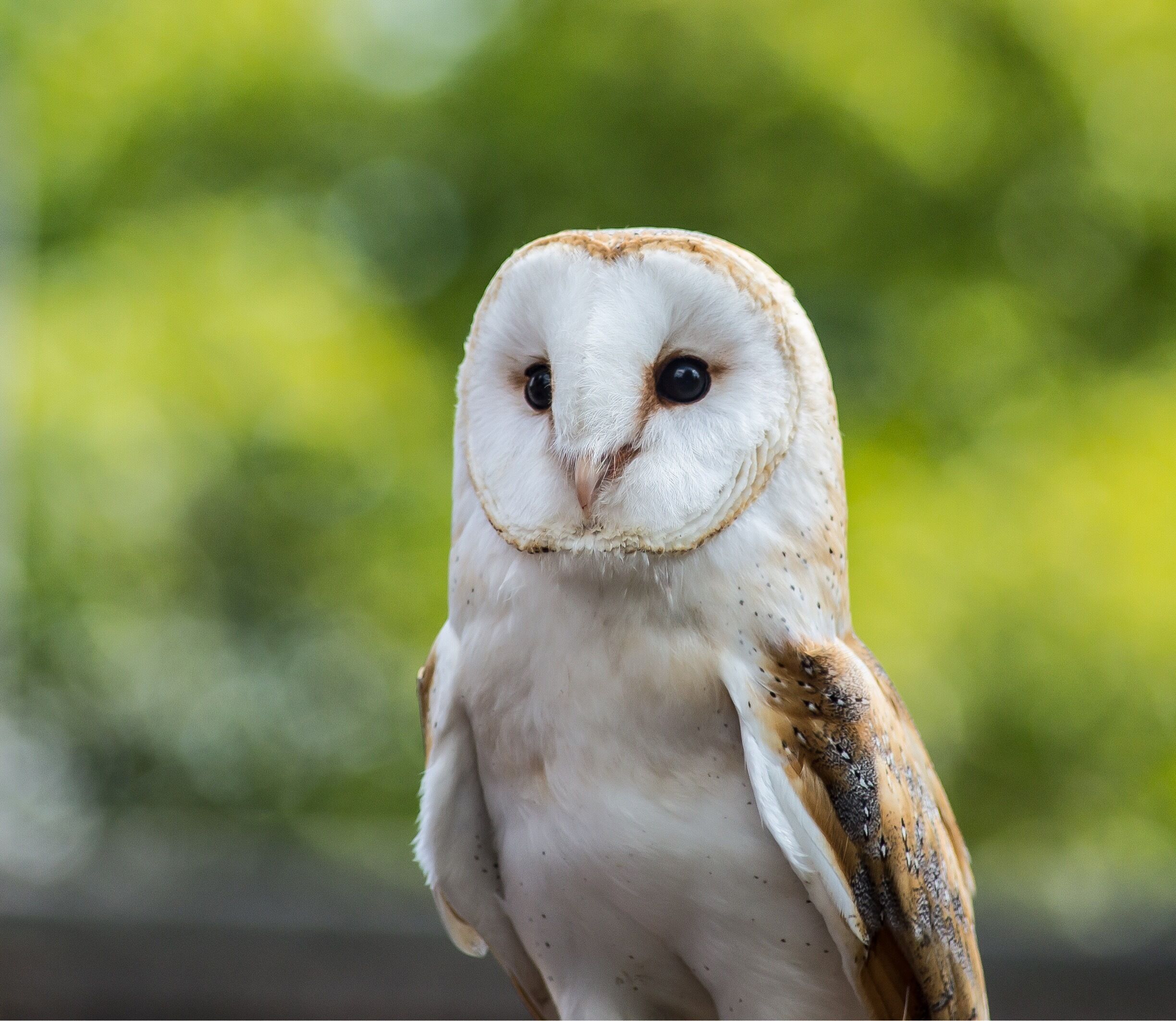 A close-up of a white owl with brown and black markings, set against a blurred green background.