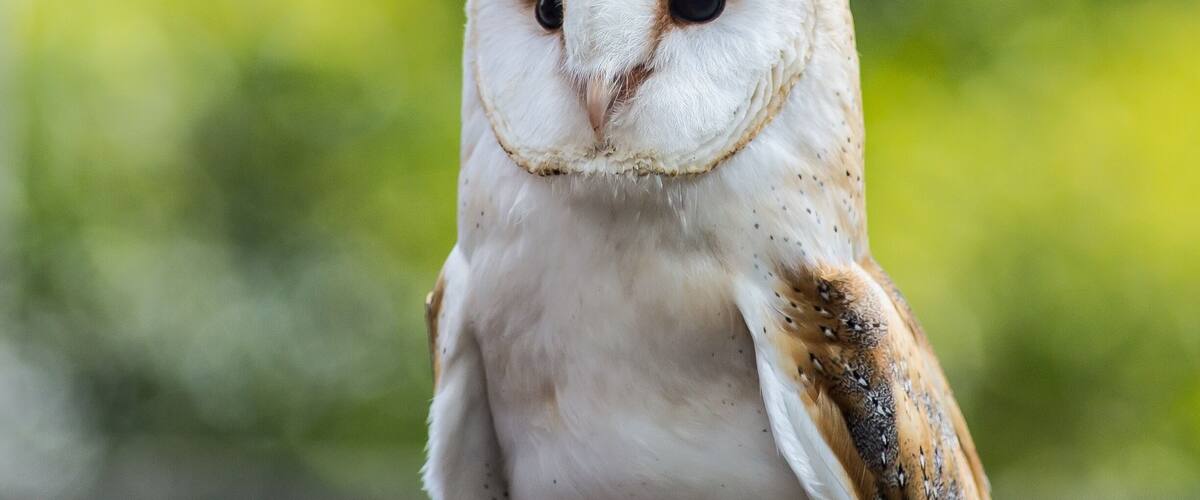 A close-up of a white owl with brown and black markings, set against a blurred green background.