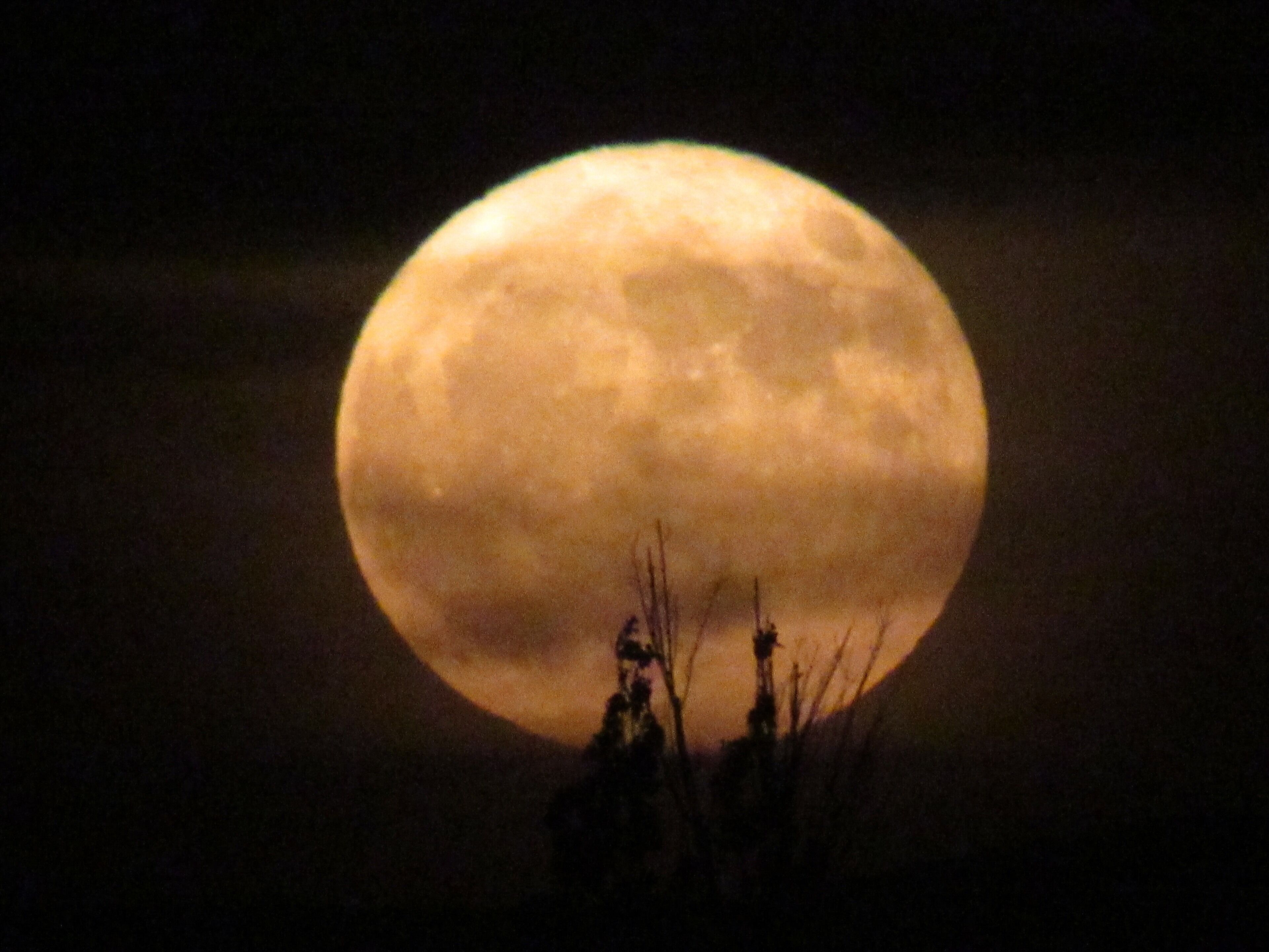 “In The Hallows of The Night”  it was an enormous Moon and it governed the night skies for a brief moment. #adventure #adventurephotocontest #moon #dark #explore #nighttimephotography #nature #fullmoon #travelphotography #greatshot #moments #breathtaking #glimmering