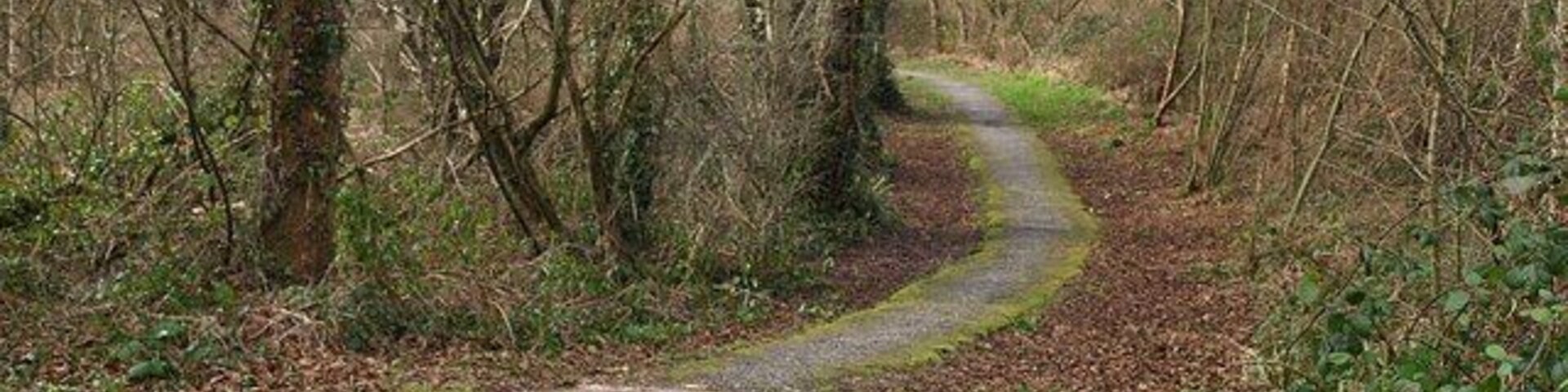 A narrow, winding path through a wooded area with leaf-covered ground and trees on either side.