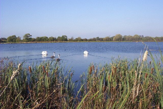 near to Barrow on Trent. Some of the wildlife on the lagoon outside Barrow on Trent.