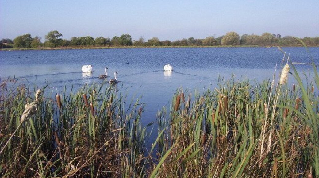 near to Barrow on Trent. Some of the wildlife on the lagoon outside Barrow on Trent.