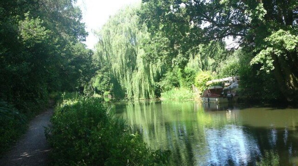 Basingstoke Canal Tow Path Willow tree between Ash Road bridge & The Swan Public house.