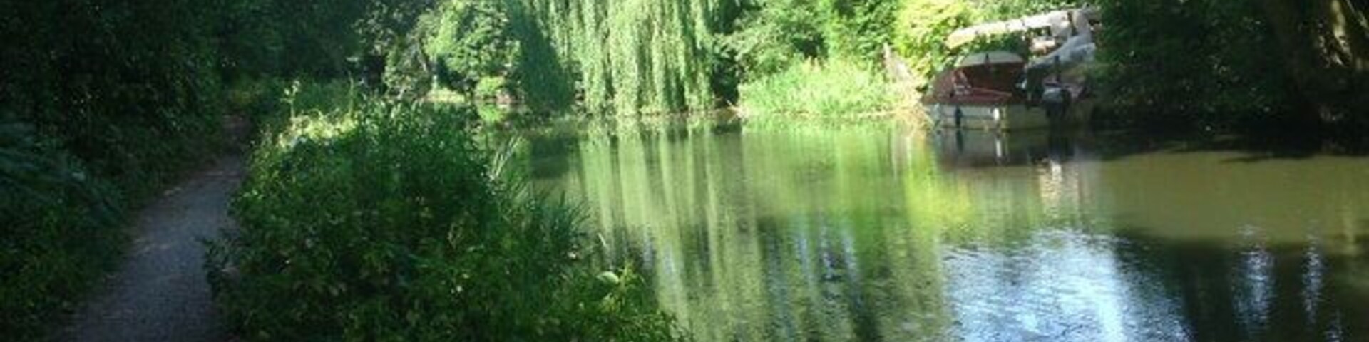 Basingstoke Canal Tow Path Willow tree between Ash Road bridge & The Swan Public house.