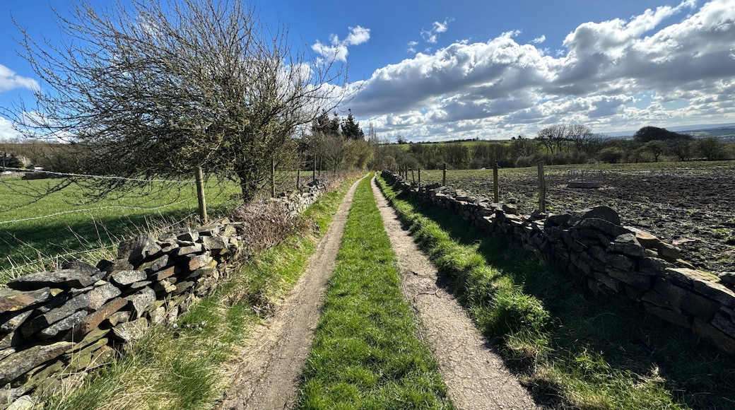 A rural landscape with a stone wall, a dirt path, and a tree with bare branches.