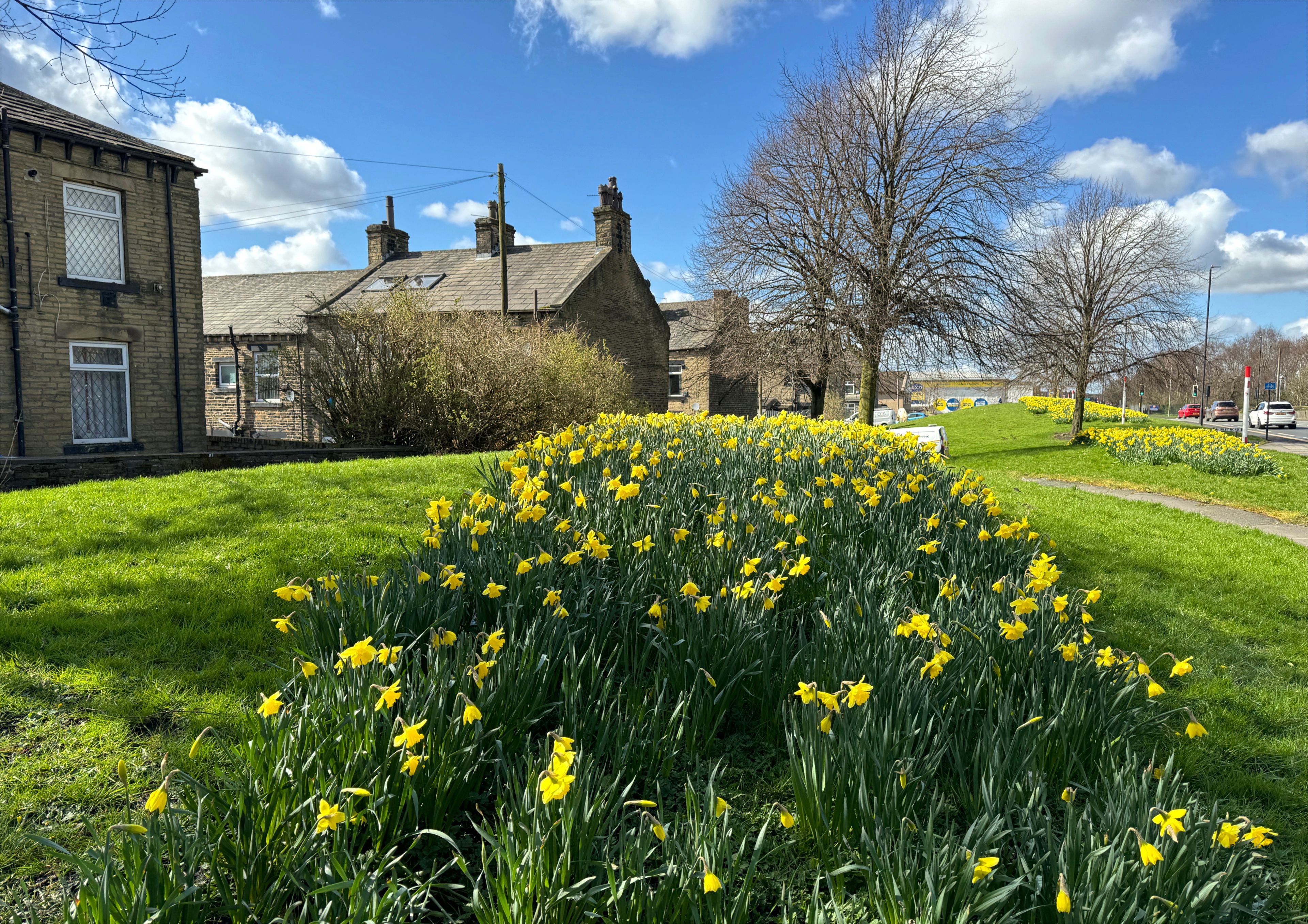 A garden with yellow daffodils, a brick house, and a clear blue sky.