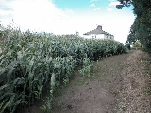 A cornfield with a dirt path leading to a white house with a chimney.
