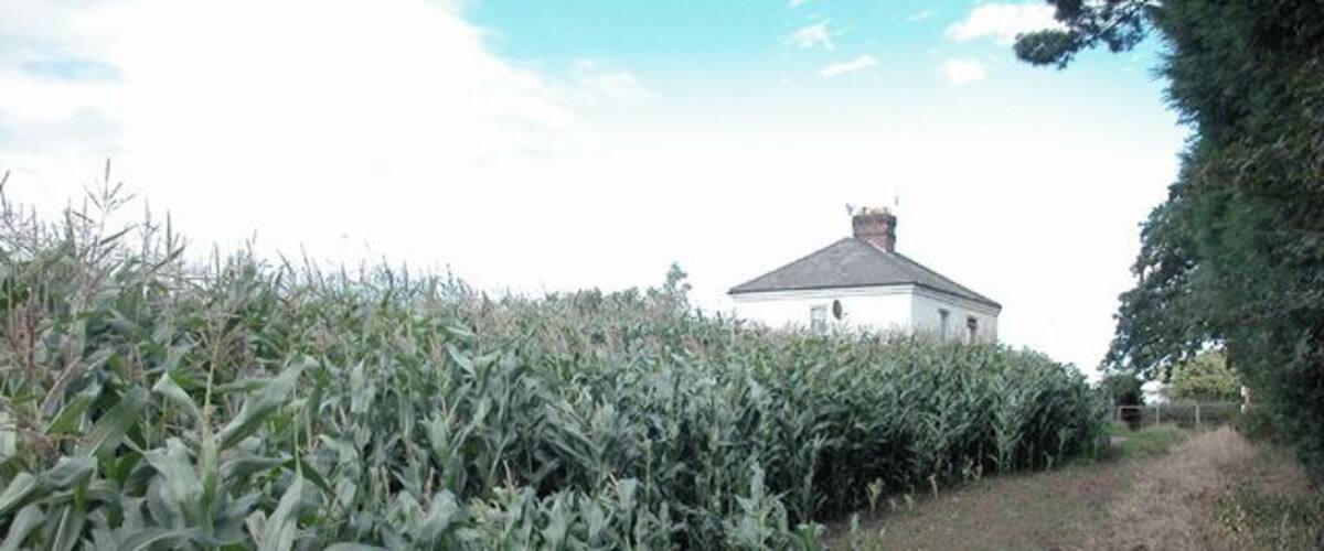A cornfield with a dirt path leading to a white house with a chimney.