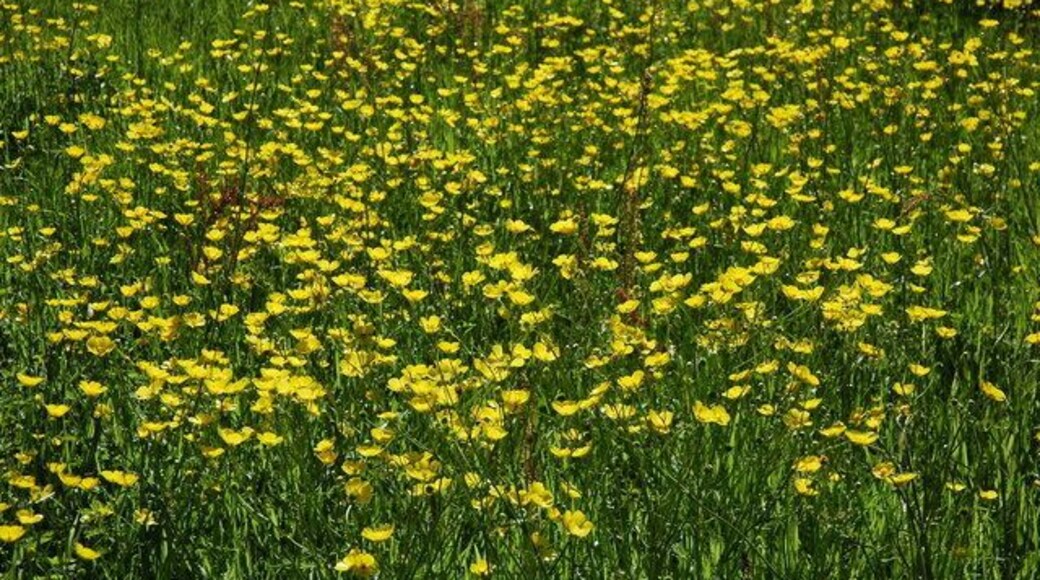 Buttercups on Calcott's Green Buttercups in flower on Calcott's Green, Minsterworth.