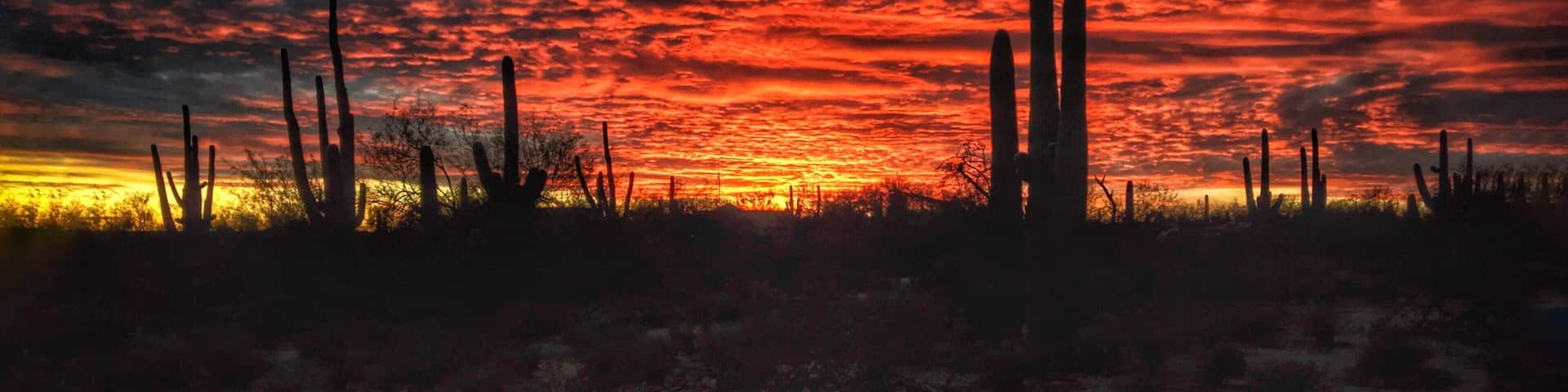 #Trovember —Winter nightfalls in the Sonoran Desert; you can’t make this stuff up! Tucson sunsets are the best... #MyBackyard