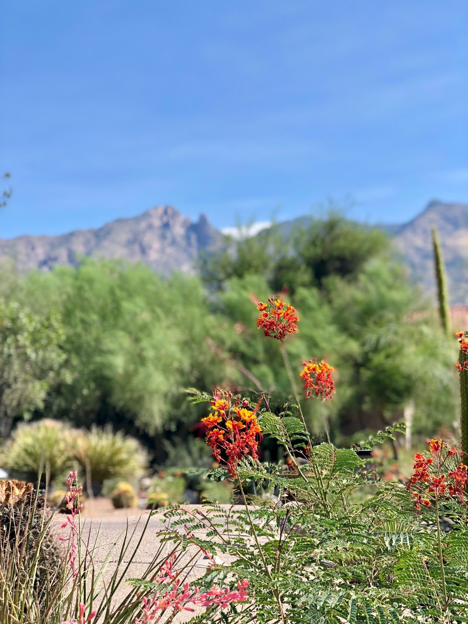 Tucson, Arizona.   Desert in bloom!