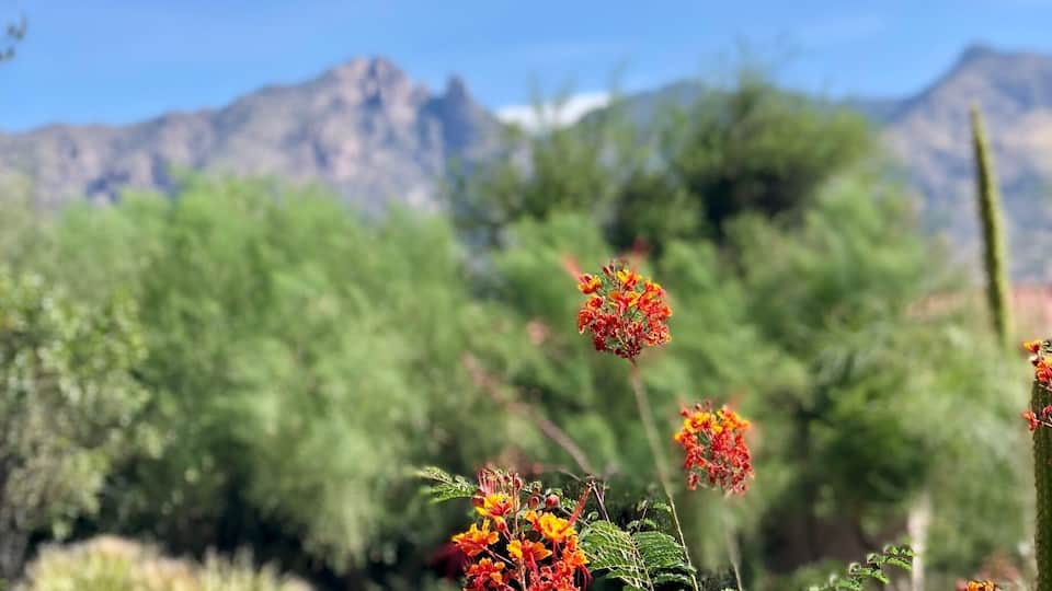 Tucson, Arizona. Desert in bloom!