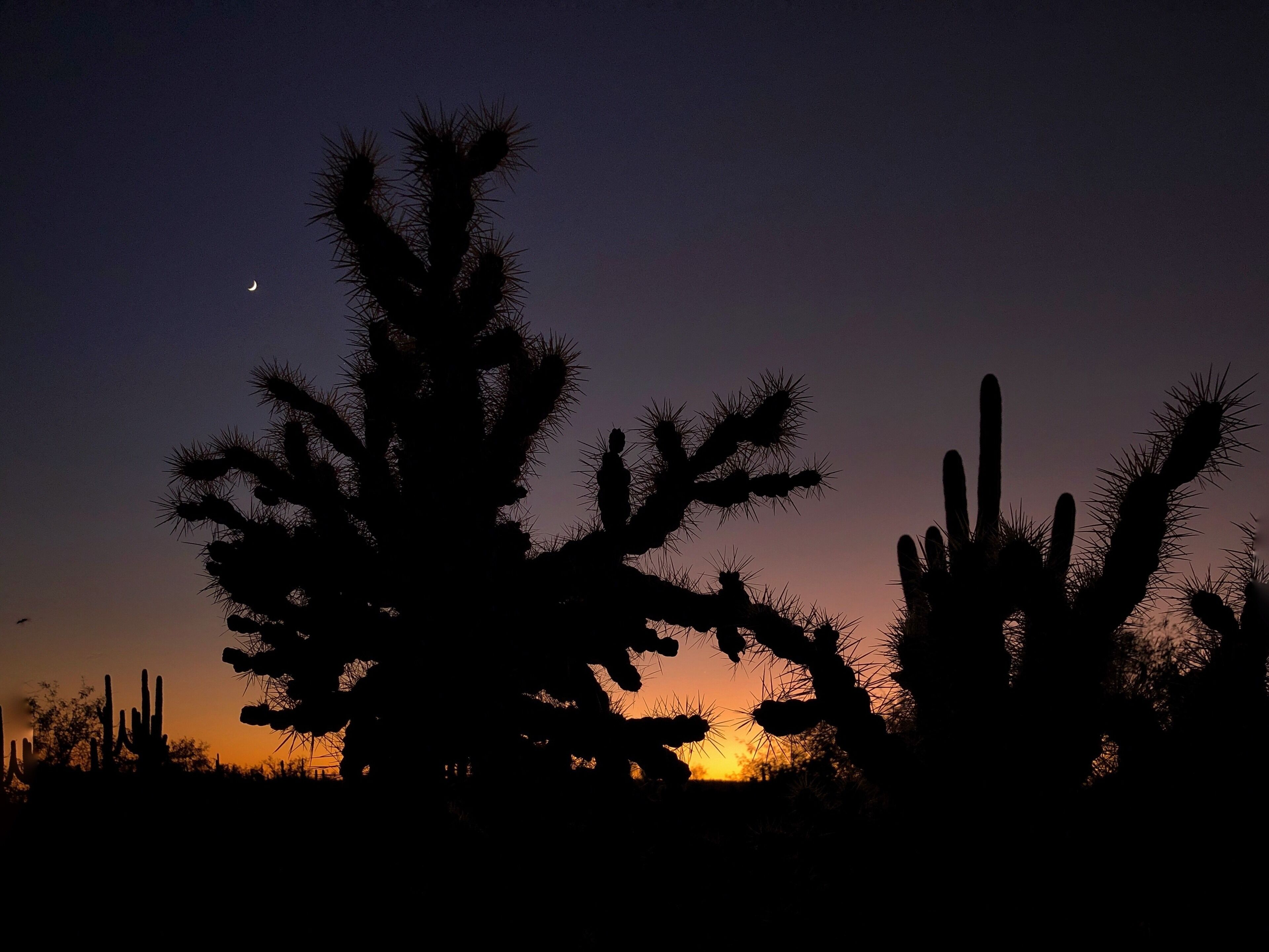 #Trovember — Dusk in the desert can be truly transformative—silhouettes of spiky cholla cactus and anthropomorphic saguaros against the purple gradient after sunset... Clarity and quiet under flawless skies...