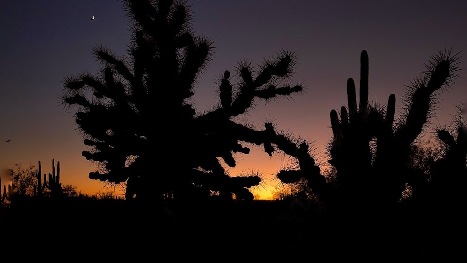 #Trovember — Dusk in the desert can be truly transformative—silhouettes of spiky cholla cactus and anthropomorphic saguaros against the purple gradient after sunset... Clarity and quiet under flawless skies...
