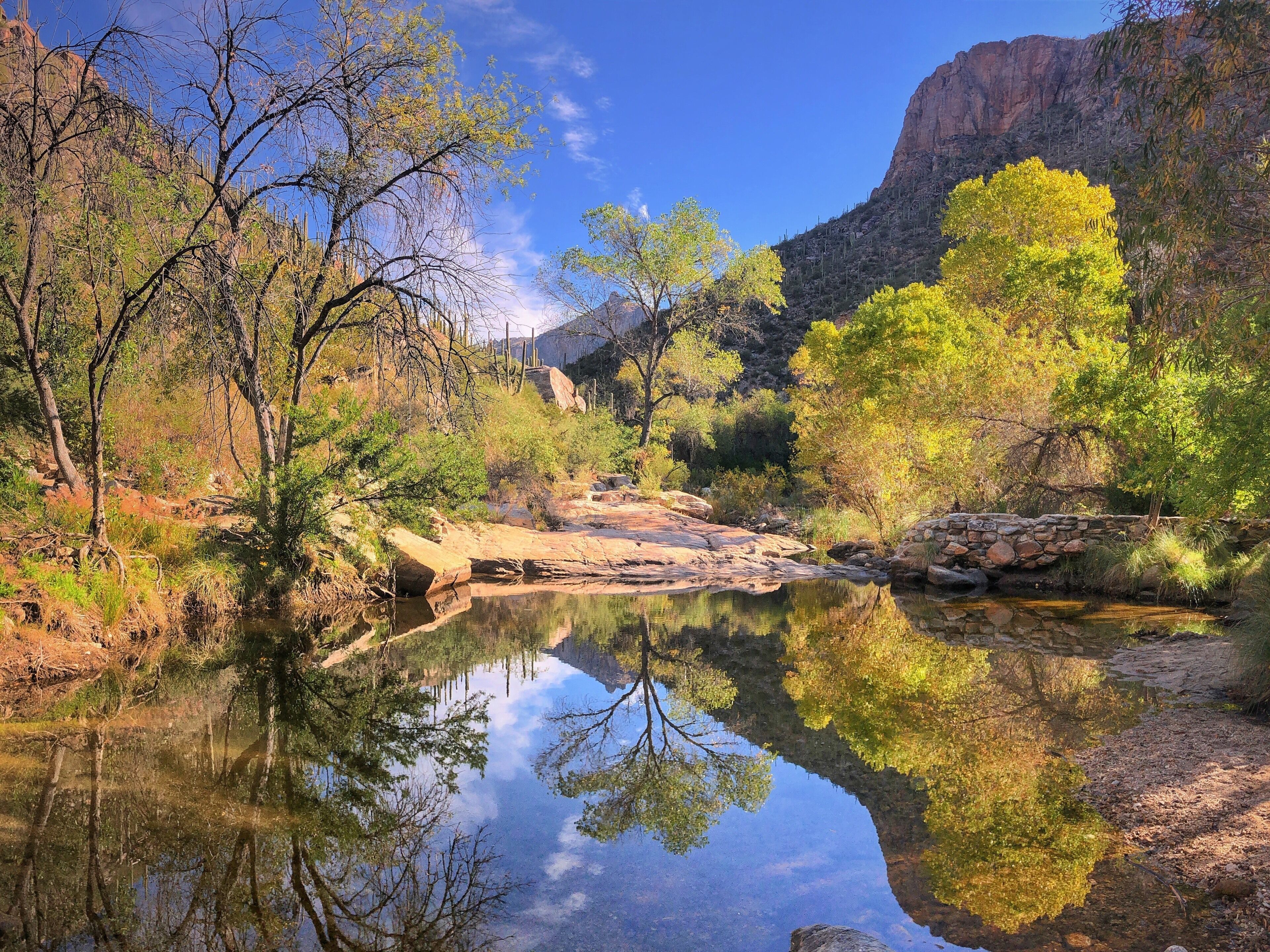 #Trovember — Late Fall and Winter in the Santa Catalina Mountains offer desert oasis perfection: cottonwoods lighting up with autumn colors along with reflections of saguaros and cliffs under cobalt skies... There is so much more to Arizona than the dusty stereotypes of barren, sunbaked cowskulls—the Sonoran Desert can be surprisingly lush. #MyBackyard