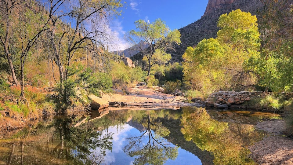 #Trovember — Late Fall and Winter in the Santa Catalina Mountains offer desert oasis perfection: cottonwoods lighting up with autumn colors along with reflections of saguaros and cliffs under cobalt skies... There is so much more to Arizona than the dusty stereotypes of barren, sunbaked cowskulls—the Sonoran Desert can be surprisingly lush. #MyBackyard