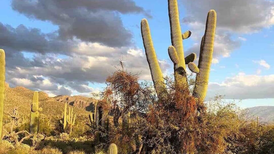 Cool Arizona nights.