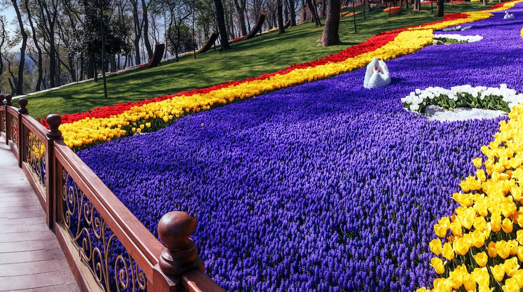 Romantic wooden bridge among of tulips, panorama scene.