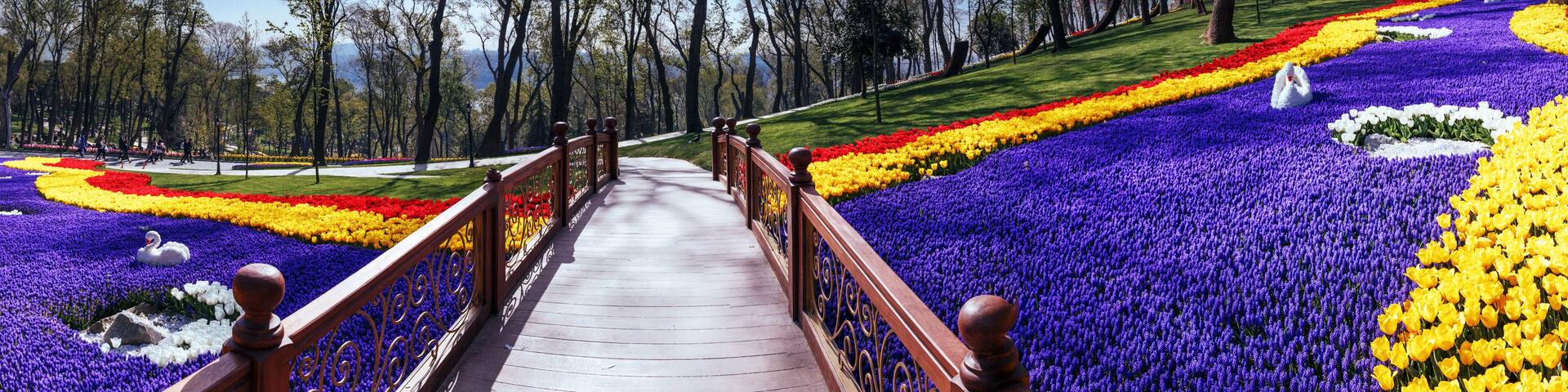 Romantic wooden bridge among of tulips, panorama scene.