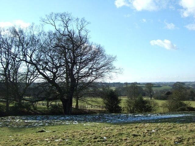 A leafless tree in a field with a distant view of a hilly landscape.
