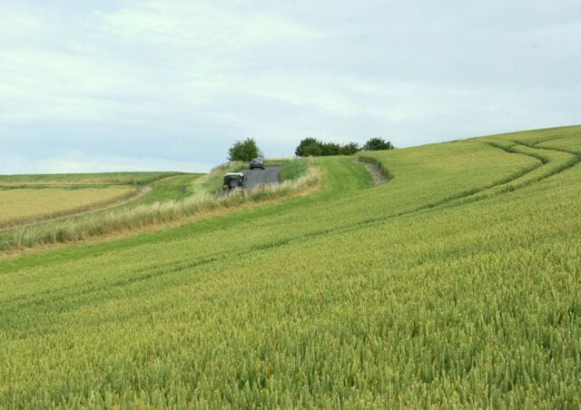 Ripening wheat near Alton Priors The minor road heads over the horizon on its way to Pewsey.