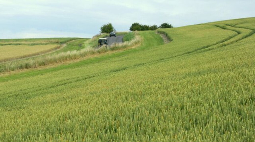 Ripening wheat near Alton Priors The minor road heads over the horizon on its way to Pewsey.