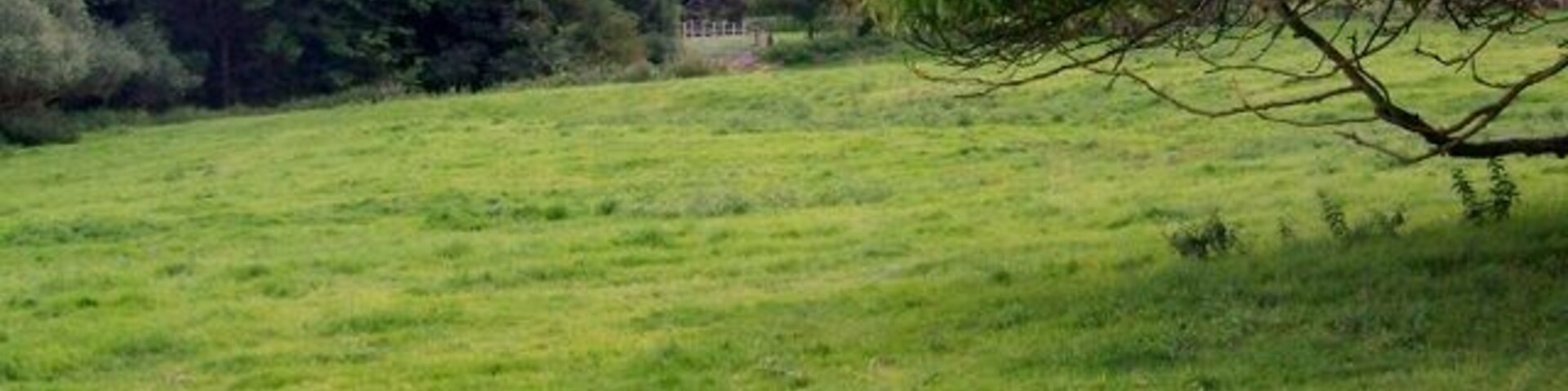 A grassy field with trees and a fence in the background.