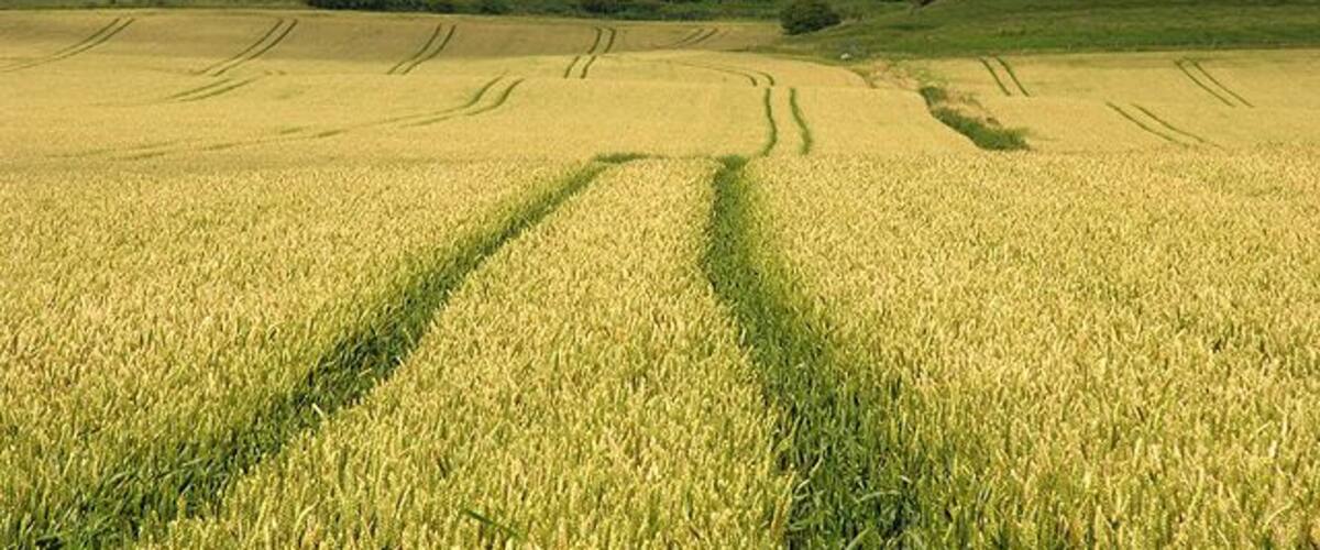 Alton Barnes: Farmland and White Horse Farmland at the Alton Barnes intersection, with the Alton Barnes White Horse in the distance.