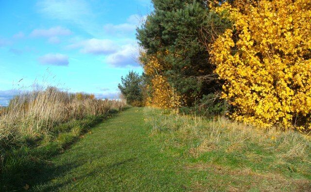Grassland in the Osiers Nature Area Atop the mound that was created when Lubbesthorpe Way was widened.