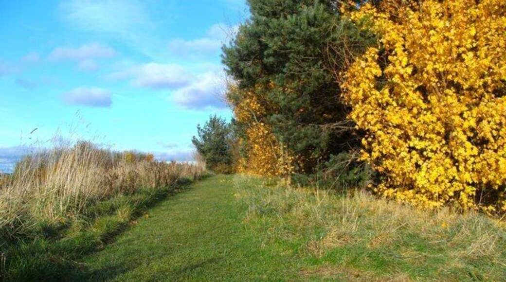 Grassland in the Osiers Nature Area Atop the mound that was created when Lubbesthorpe Way was widened.