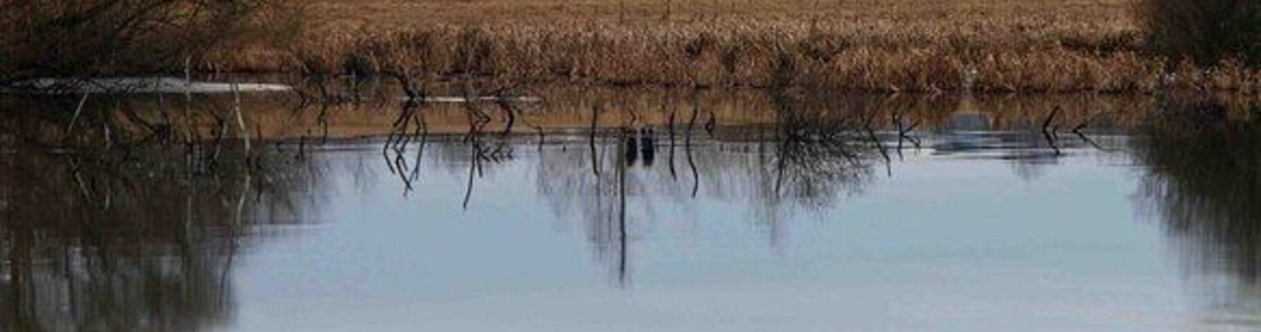 Un lago tranquilo con reflejos de árboles y edificios al fondo.