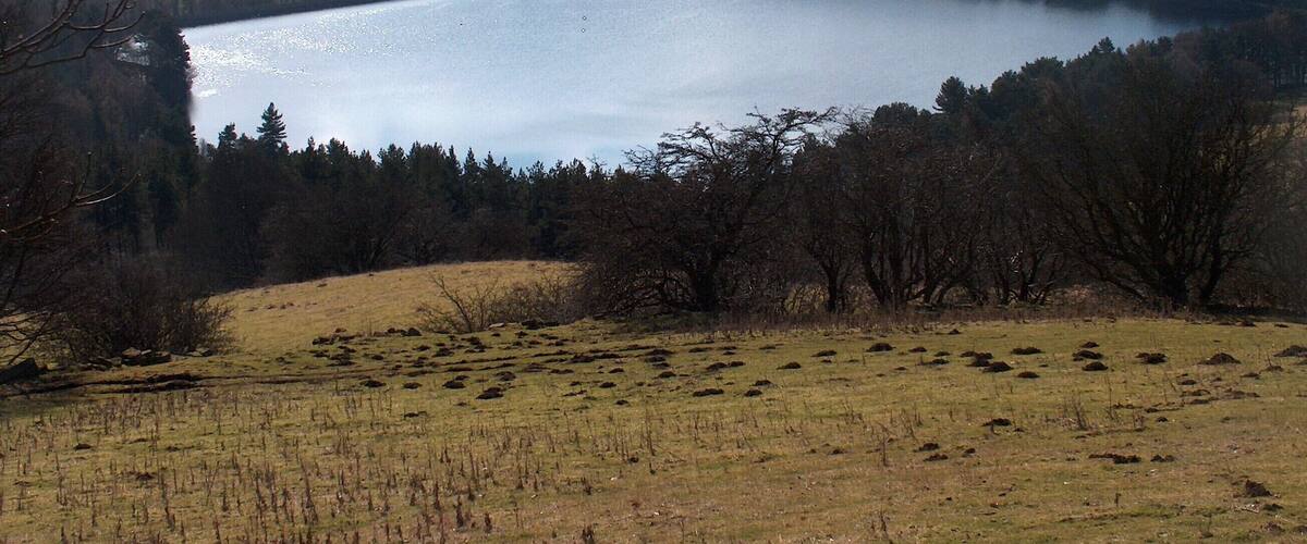A lake surrounded by fields and trees.