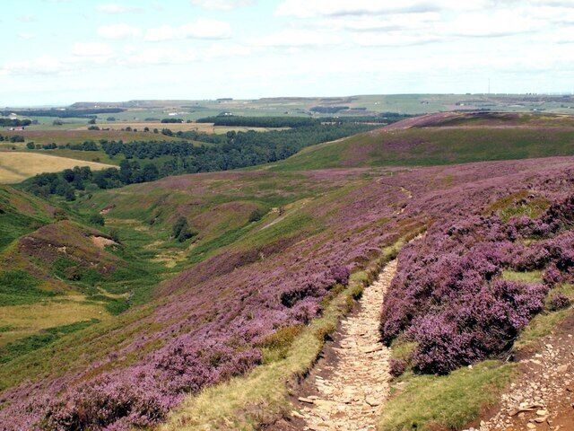 A hilly landscape with purple heather fields and a dirt path.