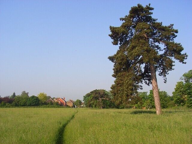 Meadow, Holyport A field of long grass with various trees such as this pine. Cottages on Holyport Street are in the background.