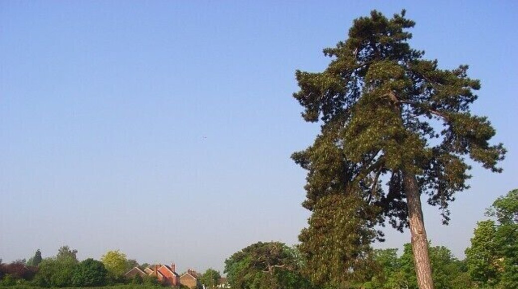 Meadow, Holyport A field of long grass with various trees such as this pine. Cottages on Holyport Street are in the background.