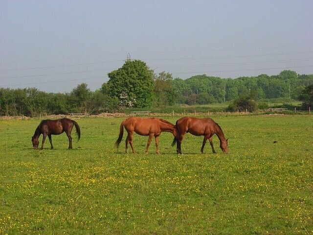 Horses, Holyport In fields to the south of junction 8/9 of the M4. The pylon is just this side of the motorway, the woodland is beyond.