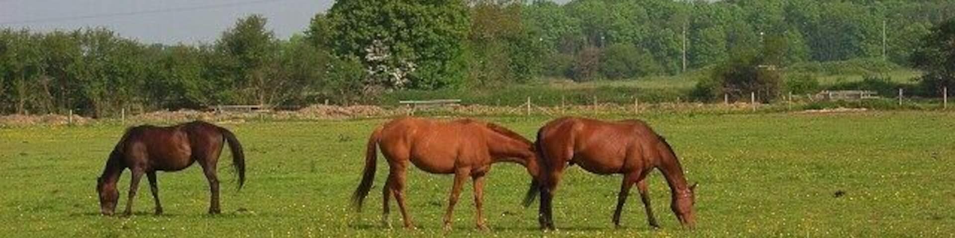 Horses, Holyport In fields to the south of junction 8/9 of the M4. The pylon is just this side of the motorway, the woodland is beyond.