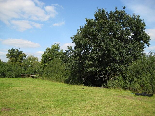 A grassy field with a large tree and a wooden fence in the background.