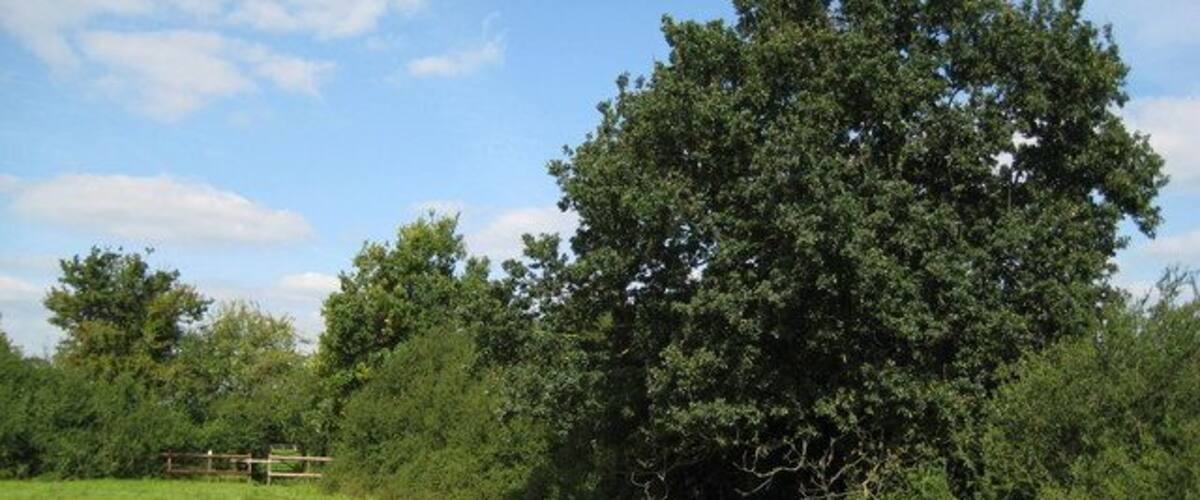 A grassy field with a large tree and a wooden fence in the background.