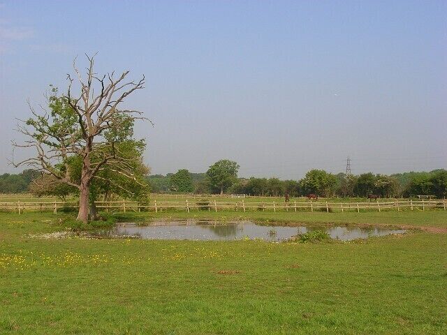 Pond in pasture, Holyport In fields used for grazing horses alongside a footpath from Holyport to Stud Green.