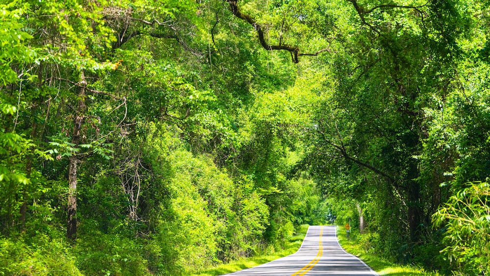 Tallahassee, Florida sunny road view on Miccosukee scenic canopy street with nobody during day with southern live oak trees