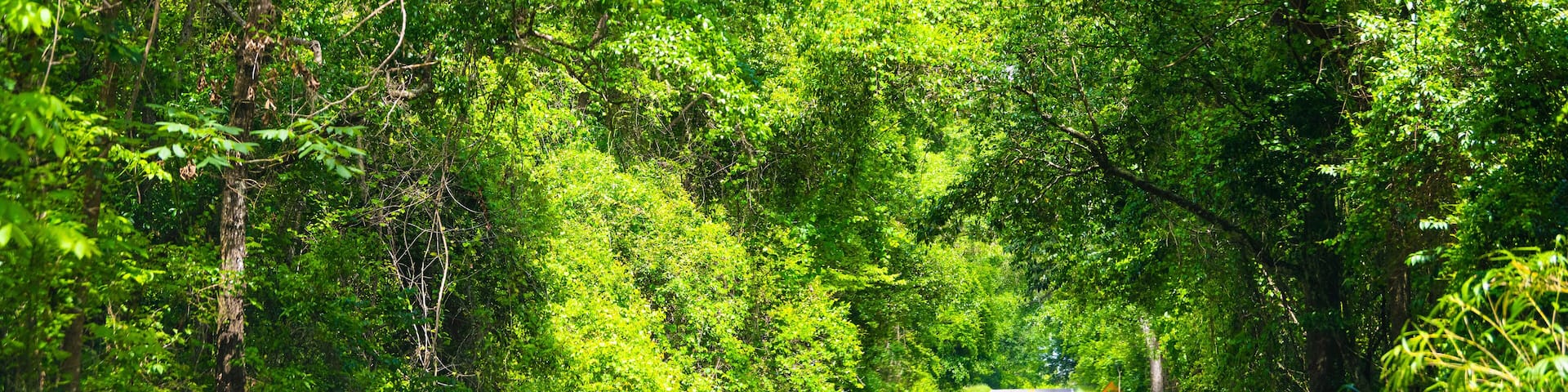Tallahassee, Florida sunny road view on Miccosukee scenic canopy street with nobody during day with southern live oak trees