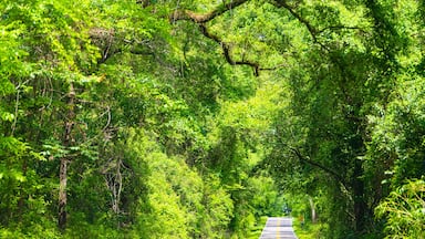 Una carretera bordeada por una vegetación verde y tupida.