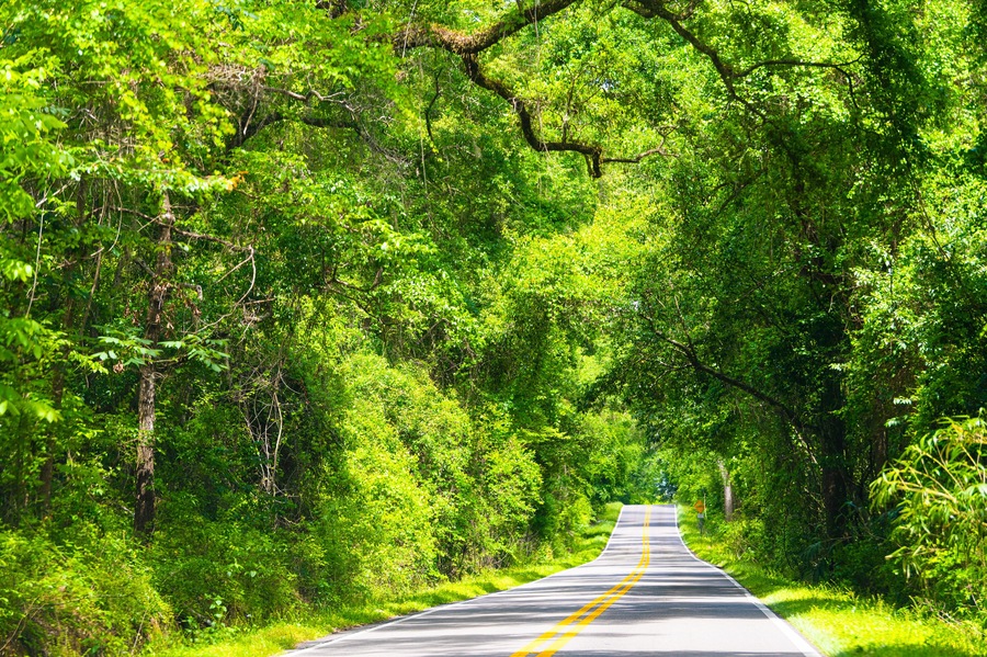 Tallahassee, Florida sunny road view on Miccosukee scenic canopy street with nobody during day with southern live oak trees