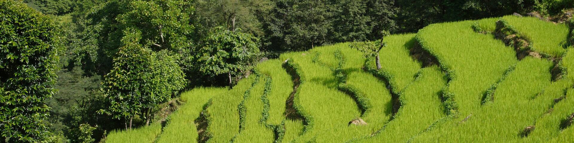 Green rice field terraces around Bhulbhule and Ghermu. On the eastern part of the Annapurna circuit.
