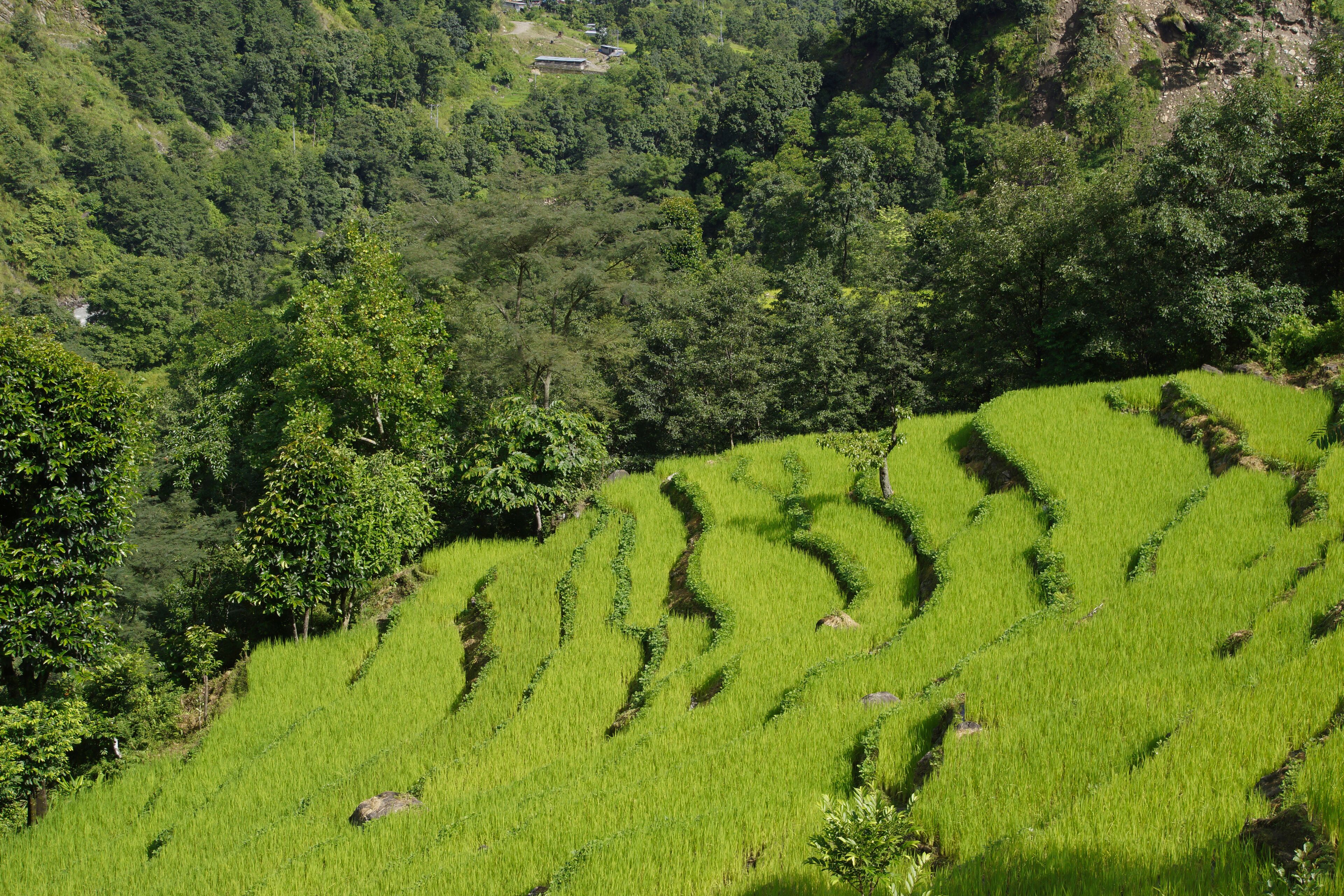 Terraced rice fields in a lush green valley.